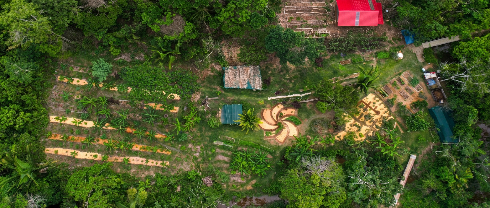 Kene Bari — regenerating the Amazon rainforest through teacher trees and native species