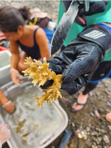 Staghorn coral fragment lifted from the propagation tray