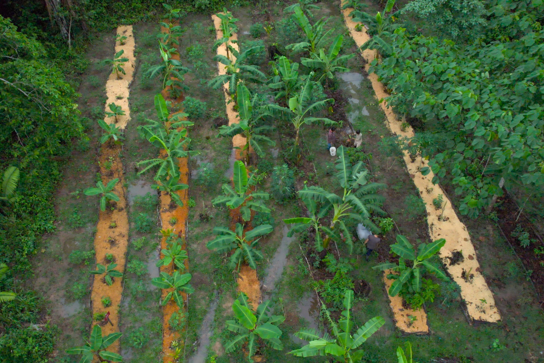 Regenerative Agriculture