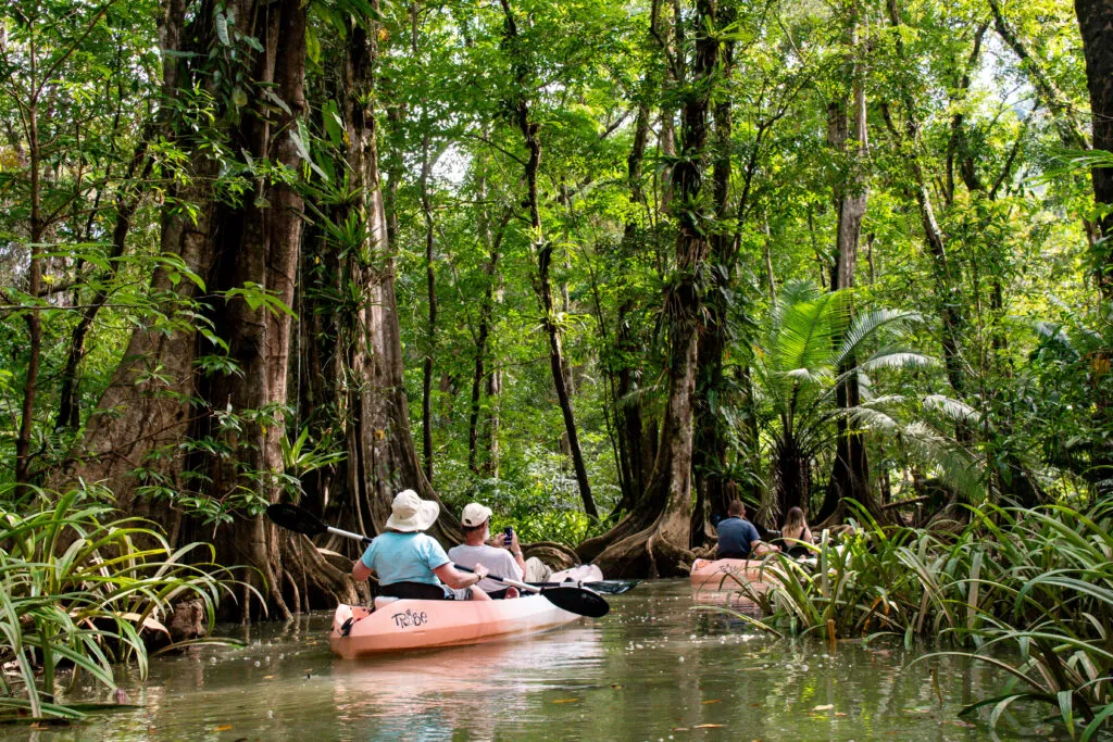 Kayaking through ancient buttressed trees in the Golfo Dulce mangrove canals