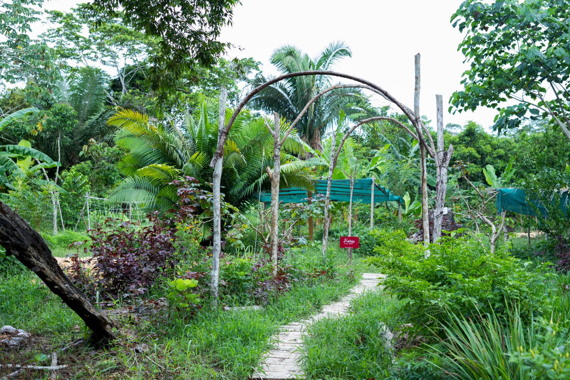 Living Permaculture Systems